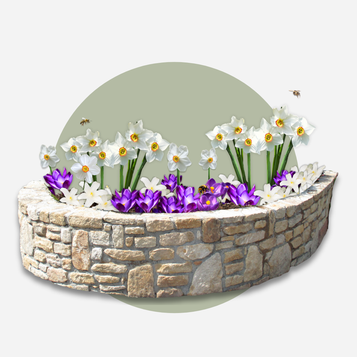 Cutie Grădină Umbrită - 50 bulbi pentru umbră & semi-umbră