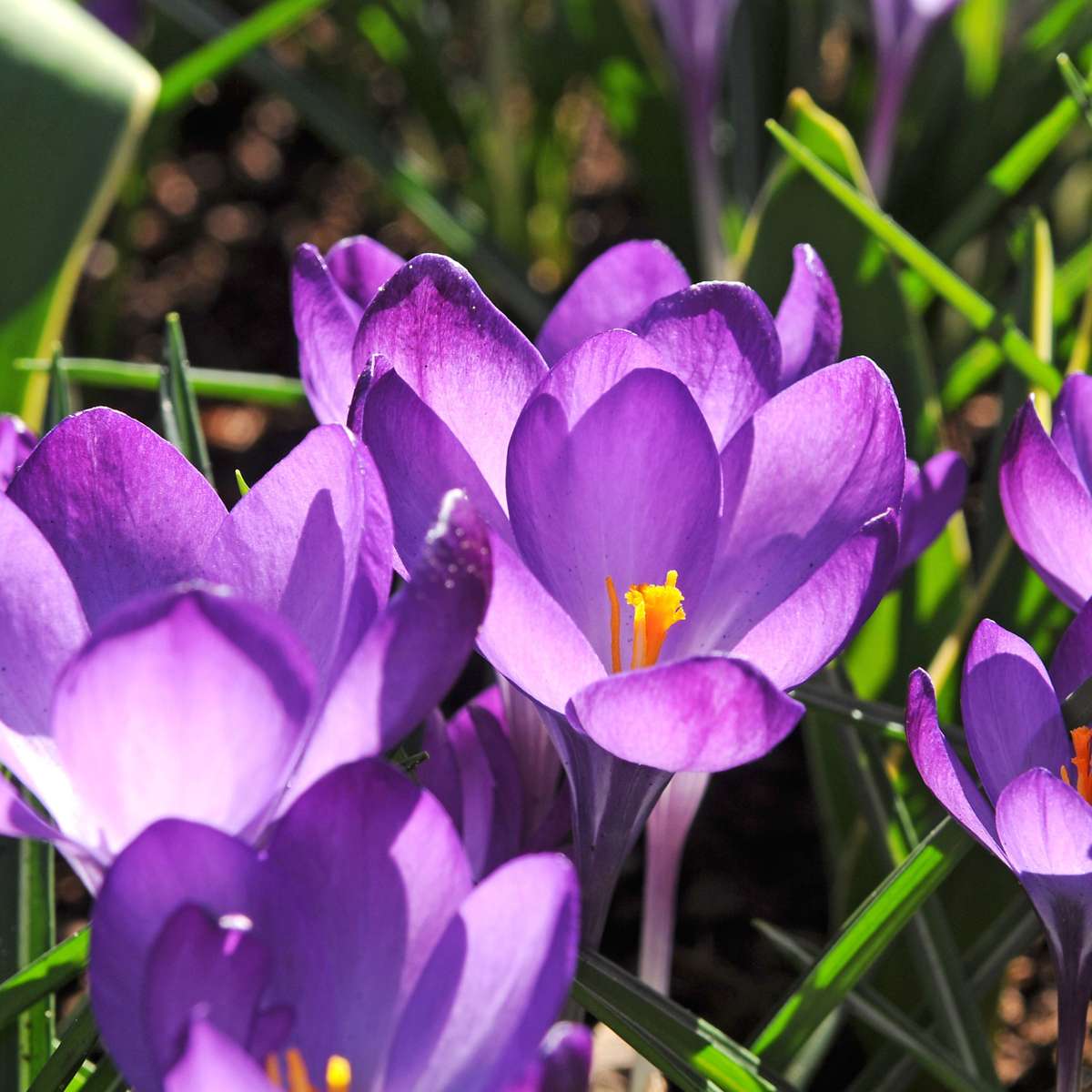 Cutie Grădină Umbrită - 50 bulbi pentru umbră & semi-umbră