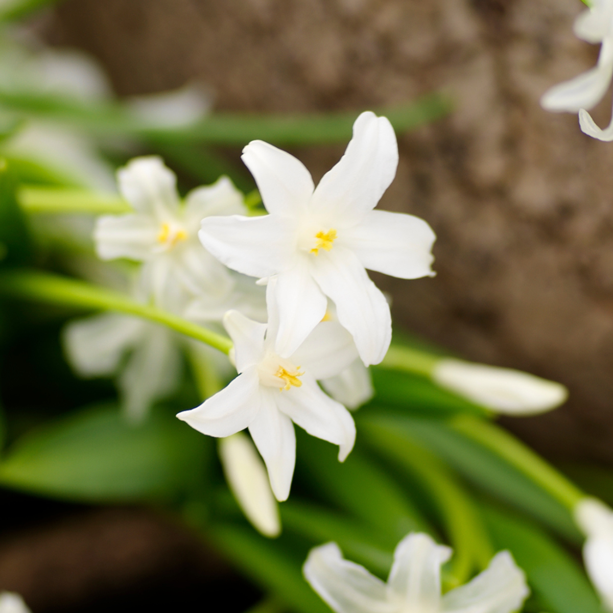 Cutie Grădină Umbrită - 50 bulbi pentru umbră & semi-umbră