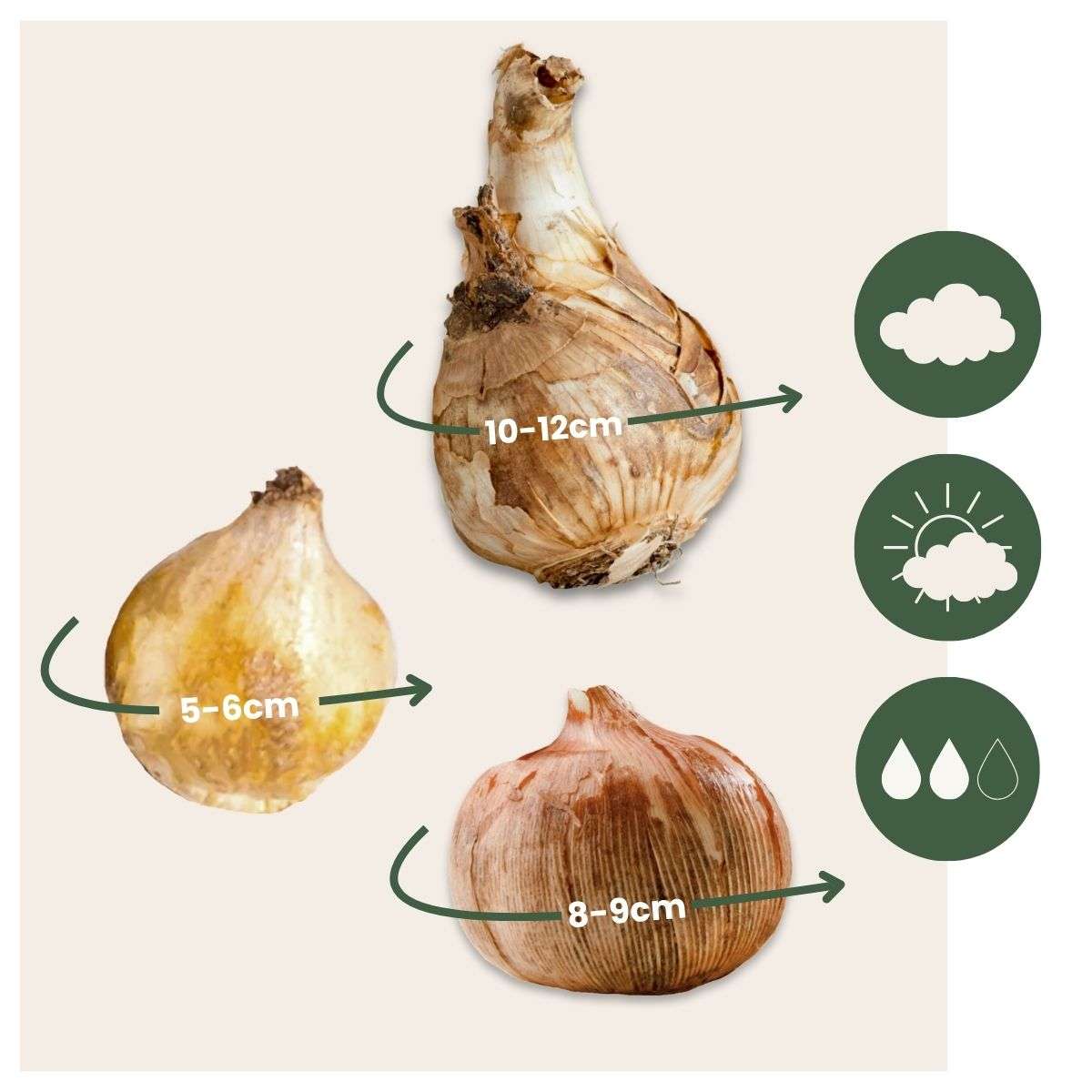 Cutie Grădină Umbrită - 50 bulbi pentru umbră & semi-umbră