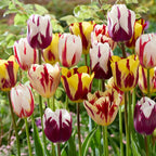 Bulbi de lalele - 30 buc - Tulipa 'Flaming Beauty Mix' - Bulbi de flori
