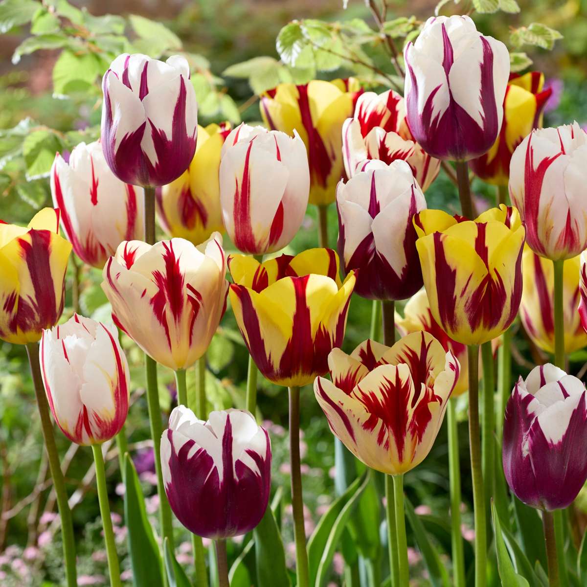 Bulbi de lalele - 30 buc - Tulipa 'Flaming Beauty Mix' - Bulbi de flori