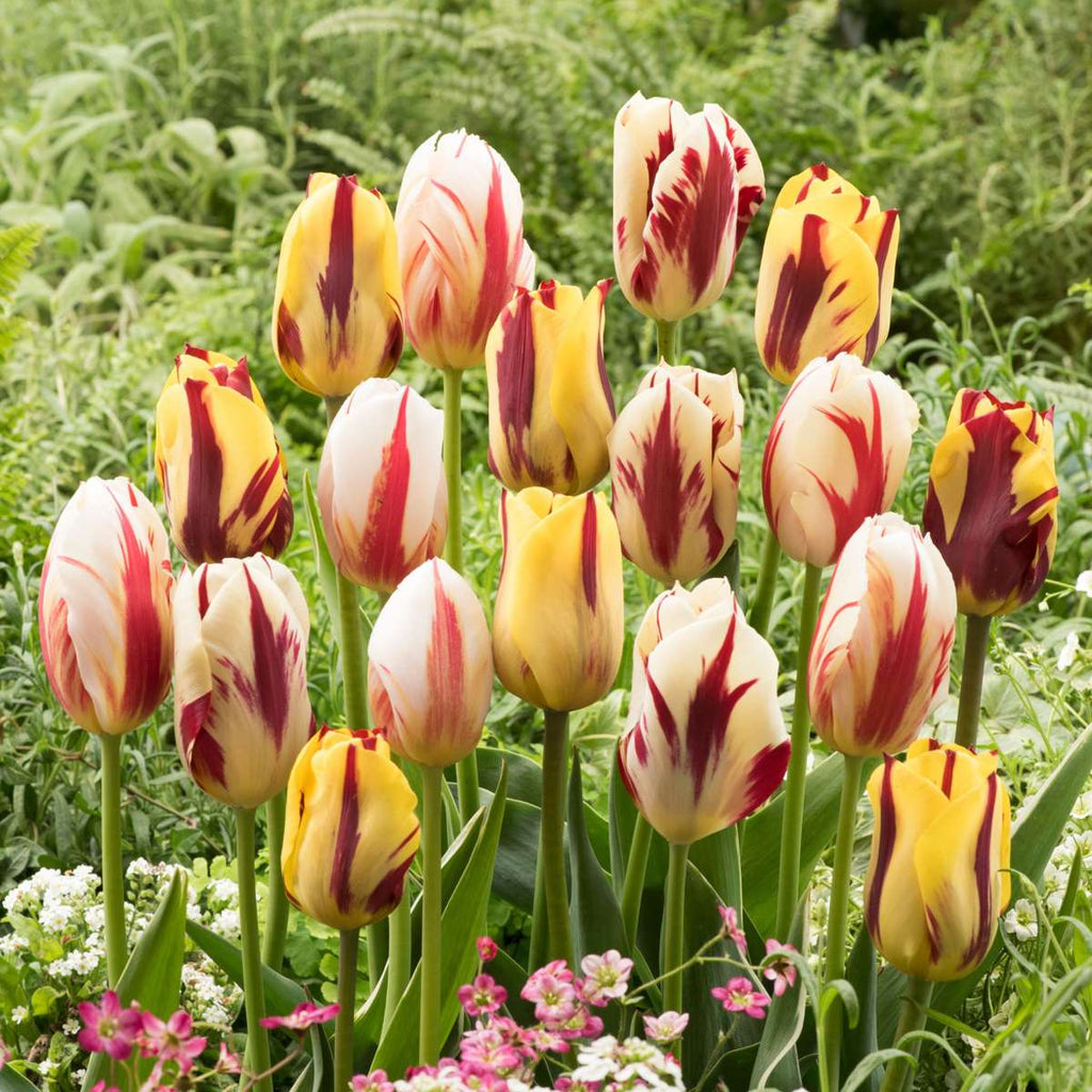 Bulbi de lalele - 30 buc - Tulipa 'Flaming Beauty Mix' - Bulbi de flori