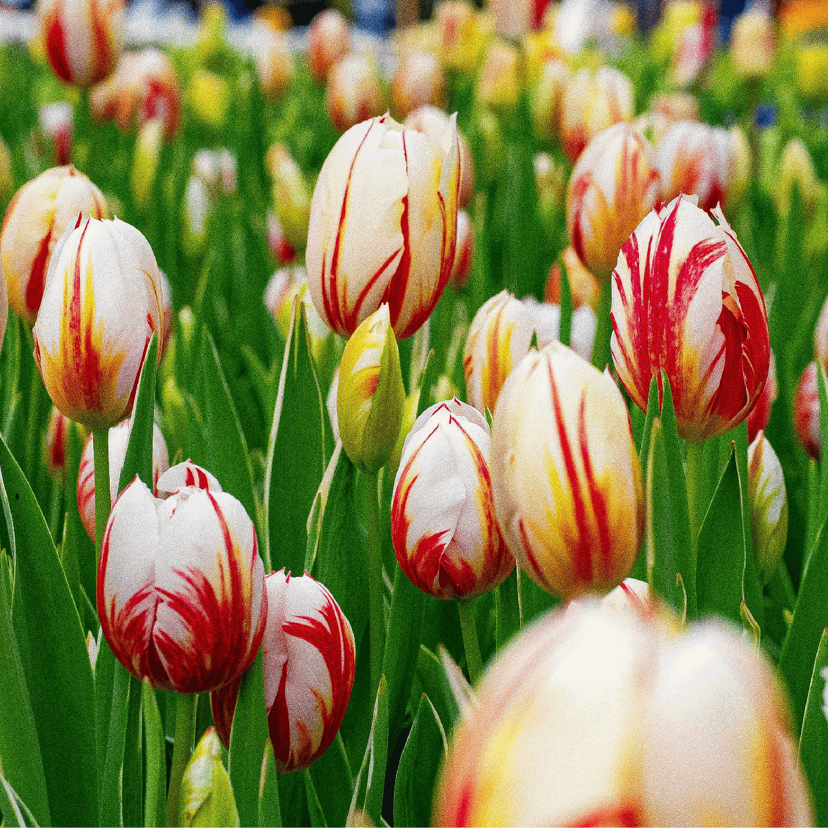 Bulbi de lalele - 60 buc - Tulipa 'Flaming Beauty Mix' - Bulbi de flori