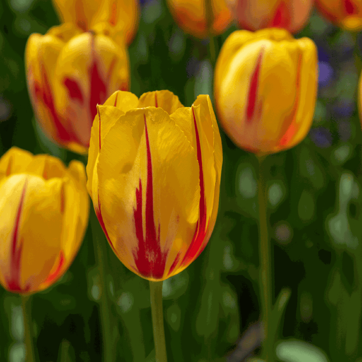 Bulbi de lalele - 60 buc - Tulipa 'Flaming Beauty Mix' - Bulbi de flori