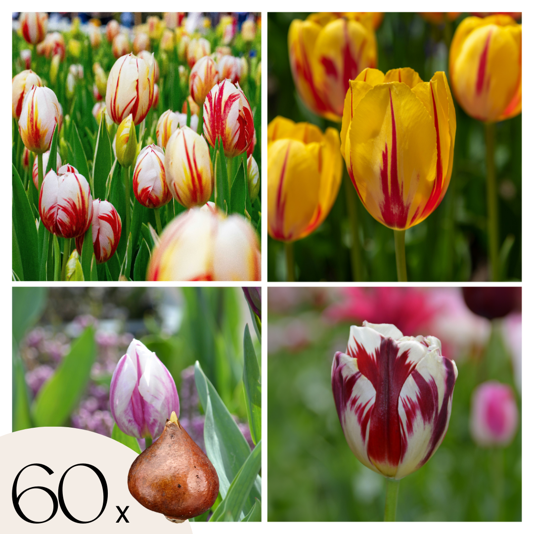 Bulbi de lalele - 60 buc - Tulipa 'Flaming Beauty Mix' - Bulbi de flori