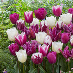 Bulbi de lalele - 35 buc - Tulipa 'Pastel' - Bulbi de flori