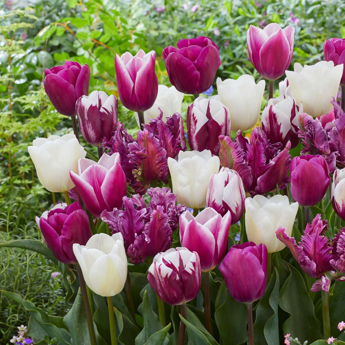 Bulbi de lalele - 35 buc - Tulipa 'Pastel' - Bulbi de flori