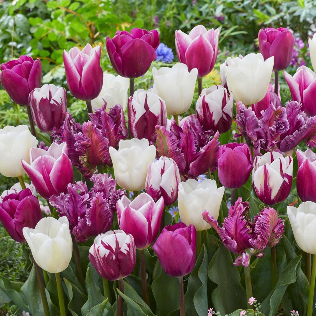 Bulbi de lalele - 35 buc - Tulipa 'Pastel' - Bulbi de flori
