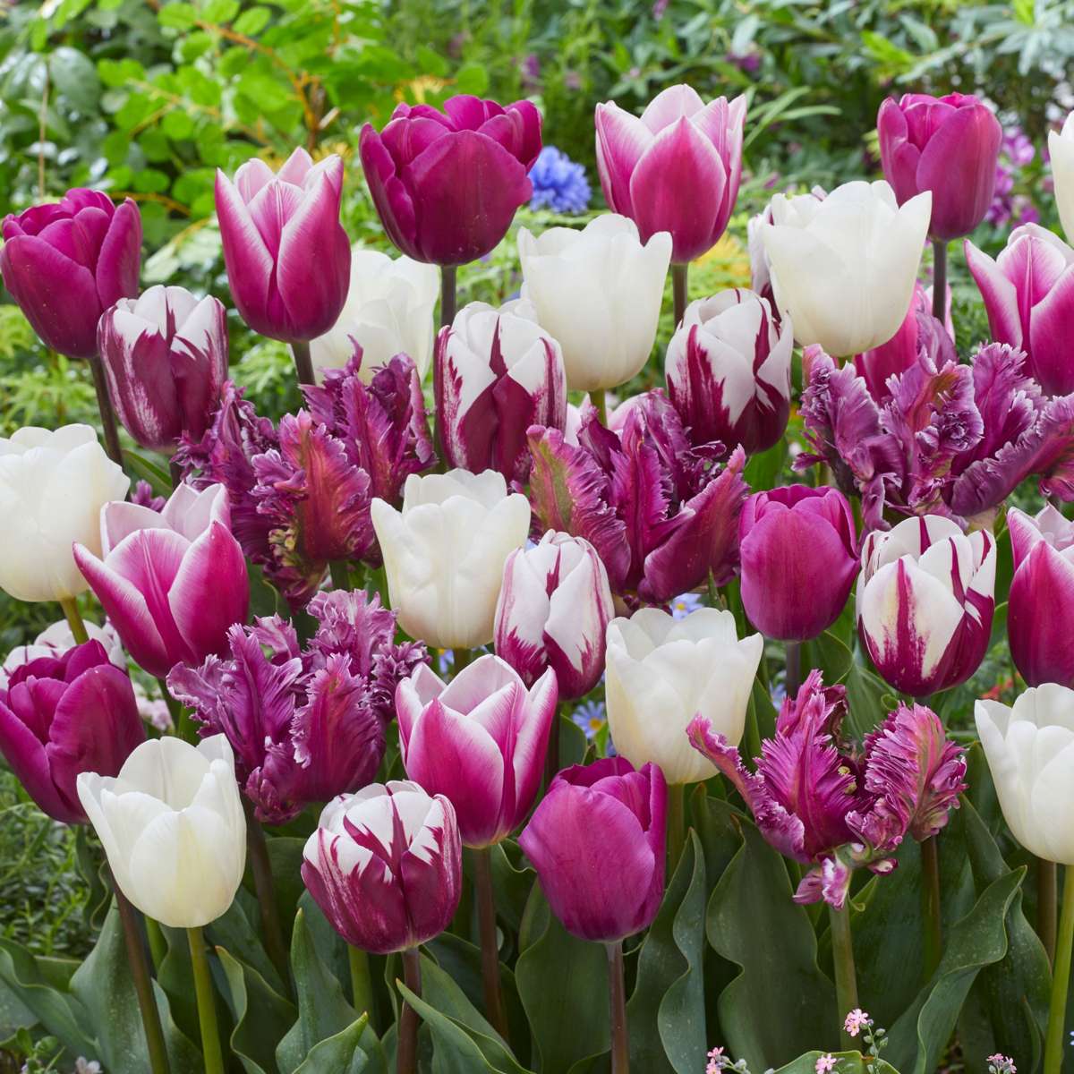 Bulbi de lalele - 35 buc - Tulipa 'Pastel' - Bulbi de flori