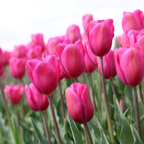 Bulbi de lalele - 35 buc - Tulipa 'Pastel' - Bulbi de flori