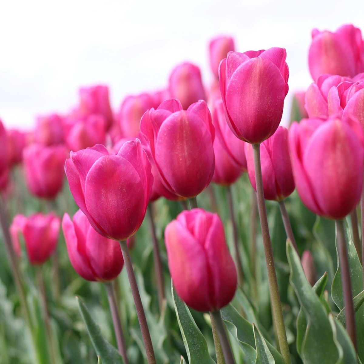 Bulbi de lalele - 35 buc - Tulipa 'Pastel' - Bulbi de flori