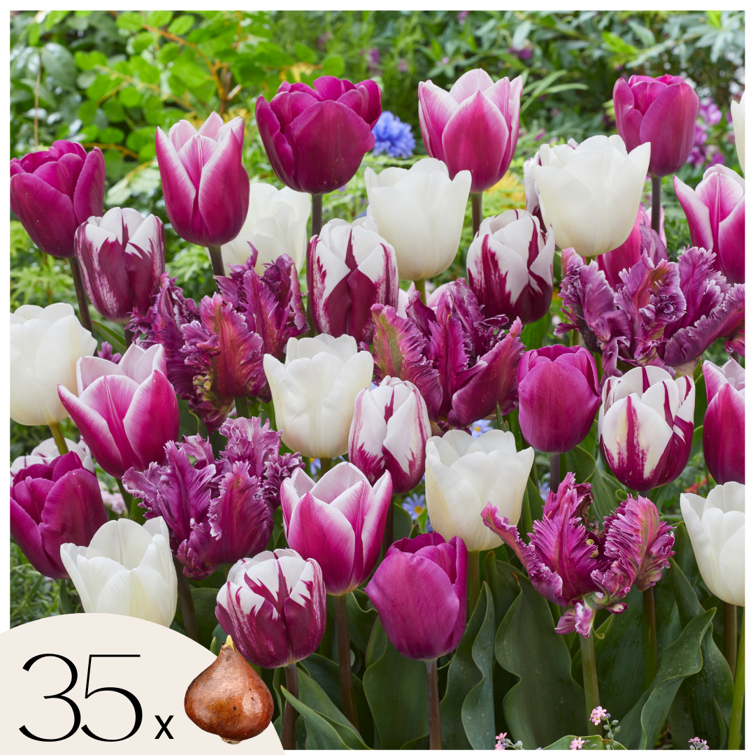 Bulbi de lalele - 35 buc - Tulipa 'Pastel' - Bulbi de flori