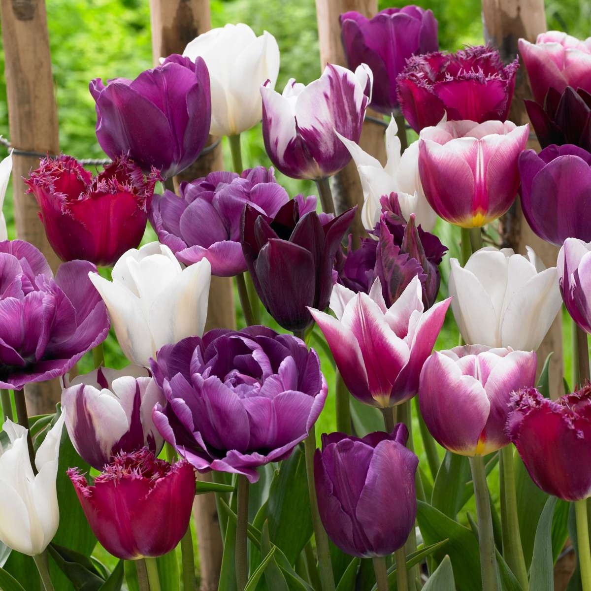 Bulbi de lalele - 35 buc - Tulipa 'Blueberry' - Bulbi de flori - Violet