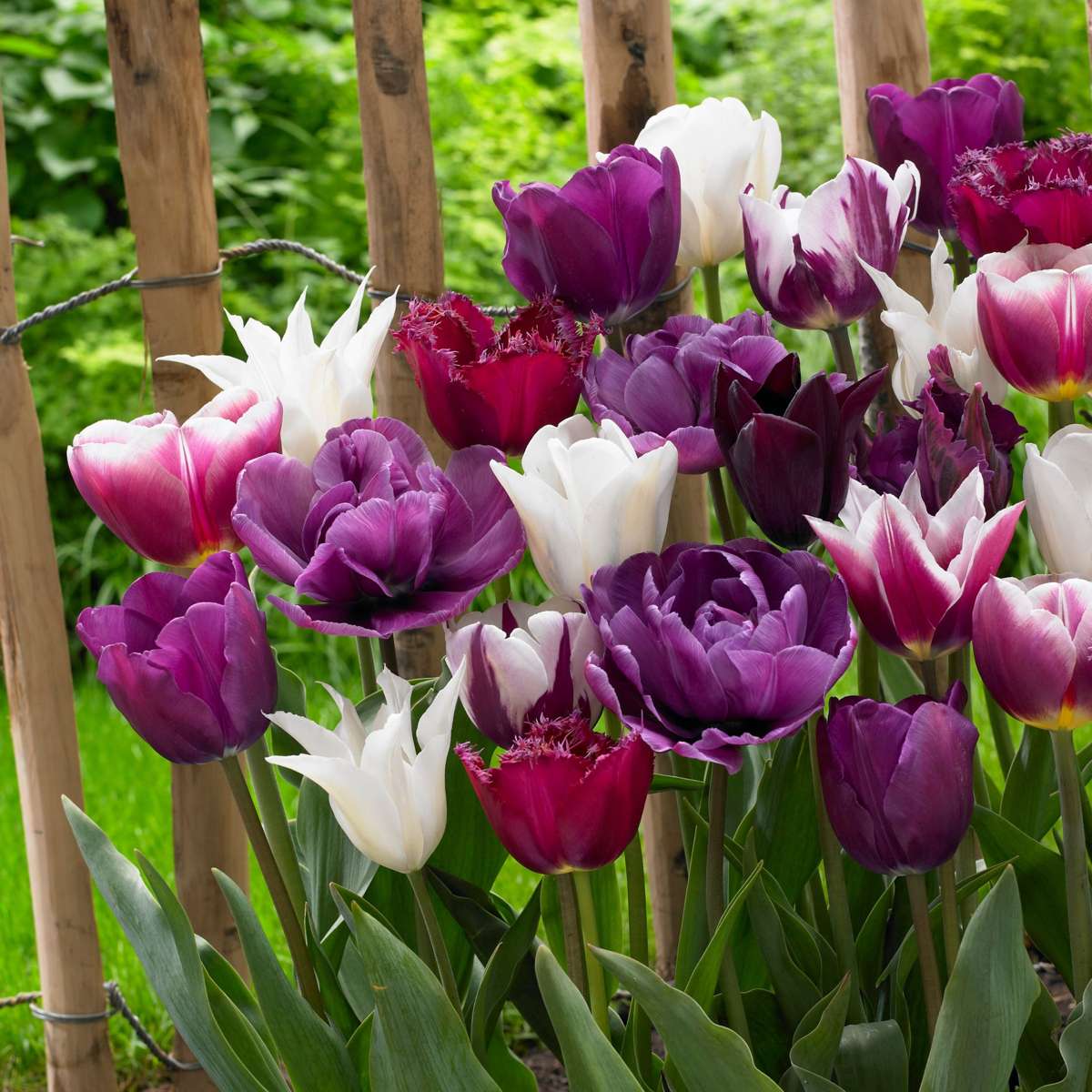 Bulbi de lalele - 35 buc - Tulipa 'Blueberry' - Bulbi de flori - Violet