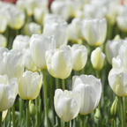 Bulbi de lalele - 35 buc - Tulipa 'Blueberry' - Bulbi de flori - Violet