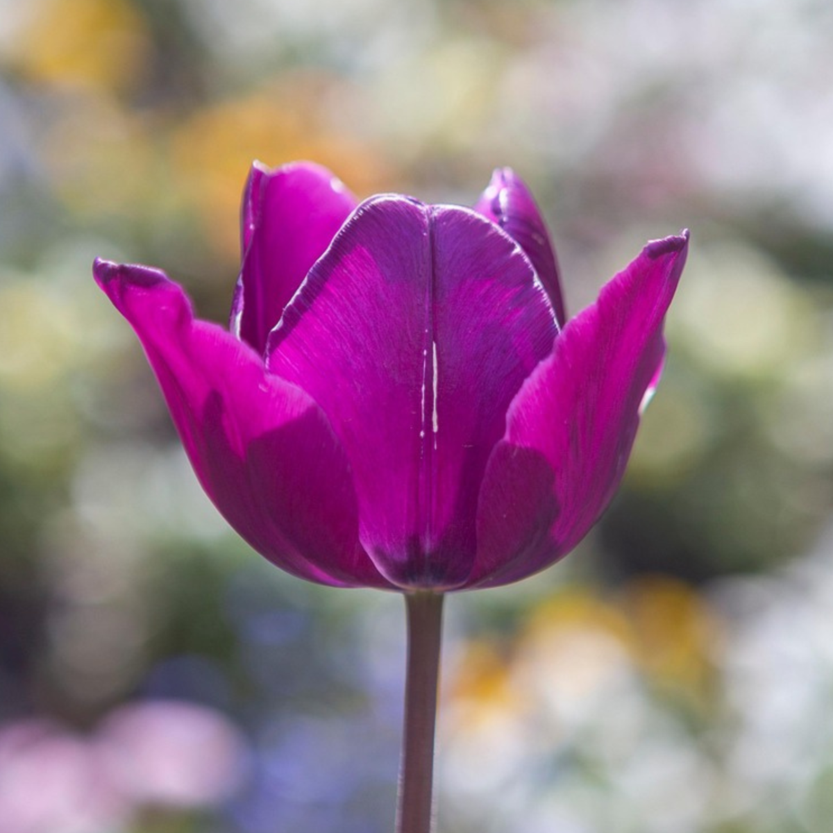 Bulbi de lalele - 35 buc - Tulipa 'Blueberry' - Bulbi de flori - Violet