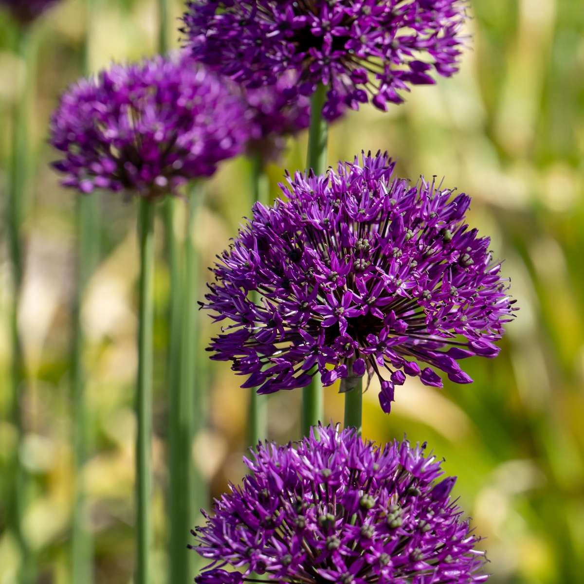 Becuri de allium - 30 buc - Allium 'Purple Sensation' - Bulbi de flori - Violet