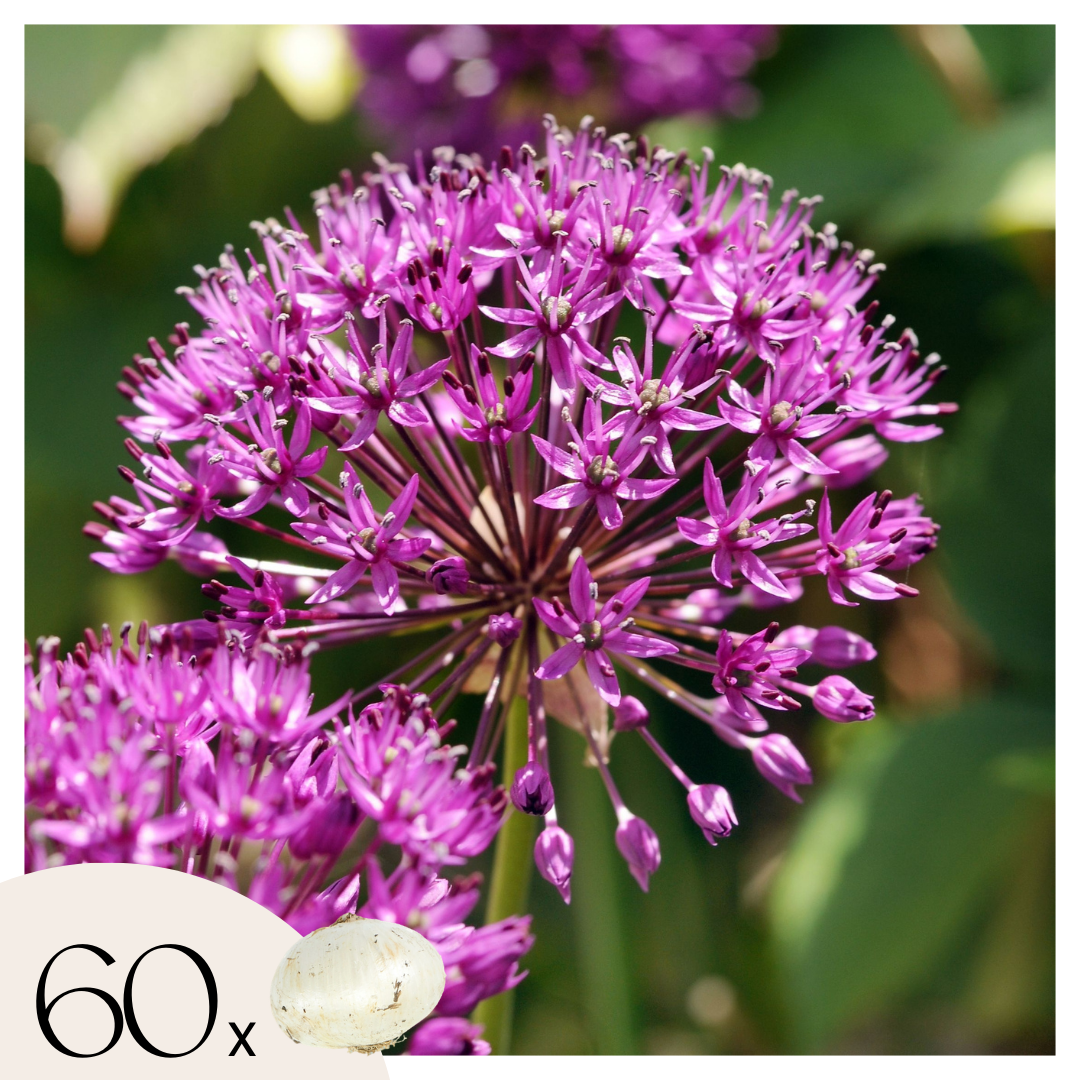 Becuri de allium - 60 buc - Allium 'Purple Sensation' - Bulbi de flori - Violet