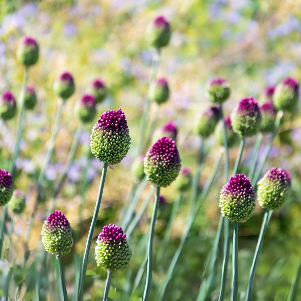 Becuri de allium - 200 buc - Allium 'Sphaerocephalon' - Bulbi de flori - Violet