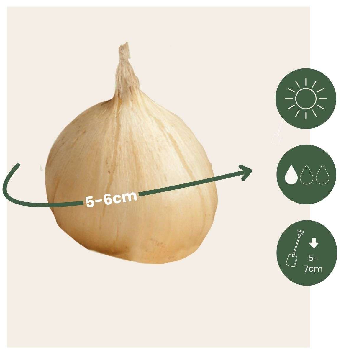 Becuri de allium - 100 buc - Allium 'Sphaerocephalon' - Bulbi de flori - Violet