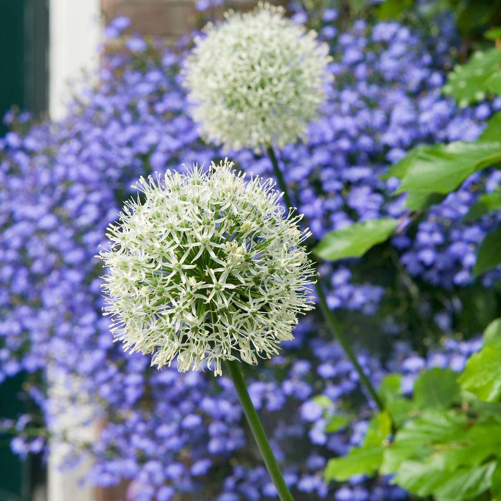 Becuri de allium - 3 buc - Allium 'Mount Everest' - Bulbi de flori - Alb
