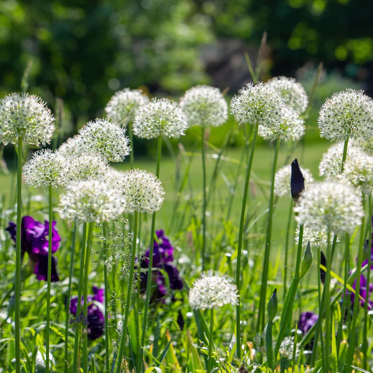 Becuri de allium - 6 buc - Allium 'Mount Everest' - Bulbi de flori - Alb