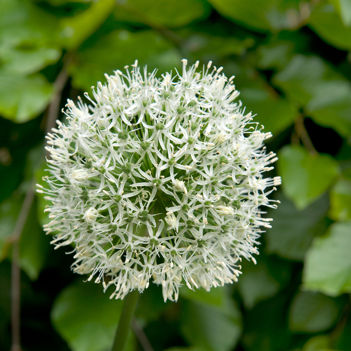 Becuri de allium - 3 buc - Allium 'Mount Everest' - Bulbi de flori - Alb