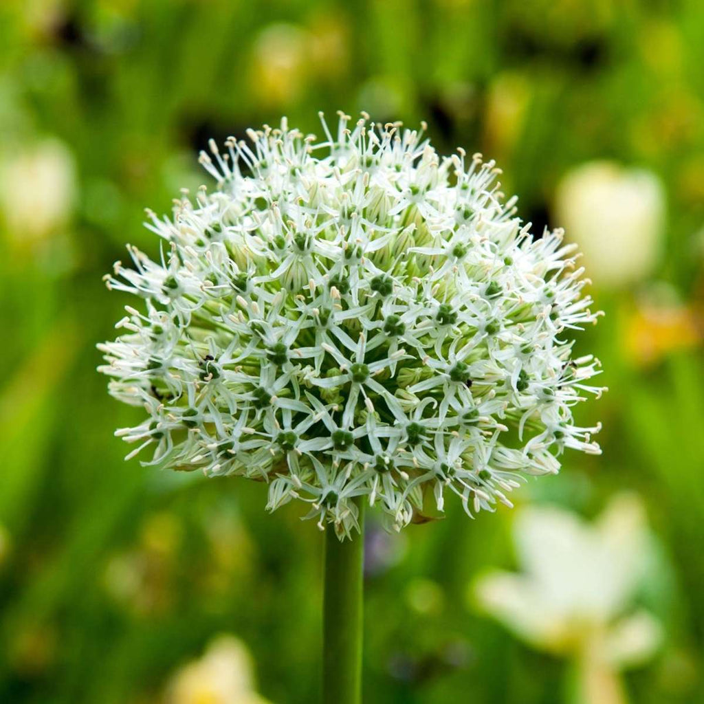 Becuri de allium - 3 buc - Allium 'Mount Everest' - Bulbi de flori - Alb