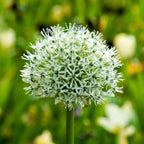 Becuri de allium - 3 buc - Allium 'Mount Everest' - Bulbi de flori - Alb