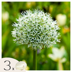 Becuri de allium - 3 buc - Allium 'Mount Everest' - Bulbi de flori - Alb