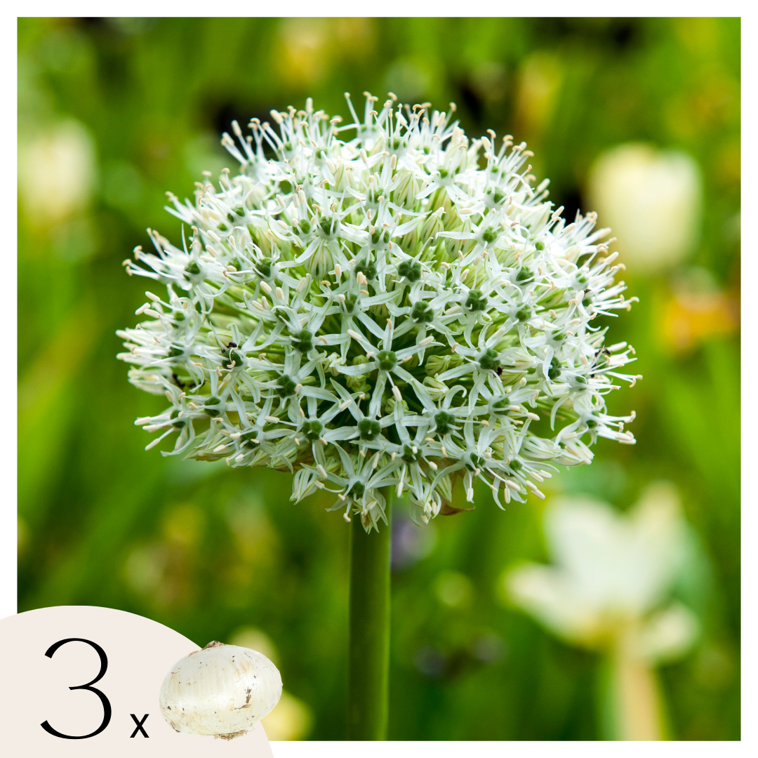 Becuri de allium - 3 buc - Allium 'Mount Everest' - Bulbi de flori - Alb