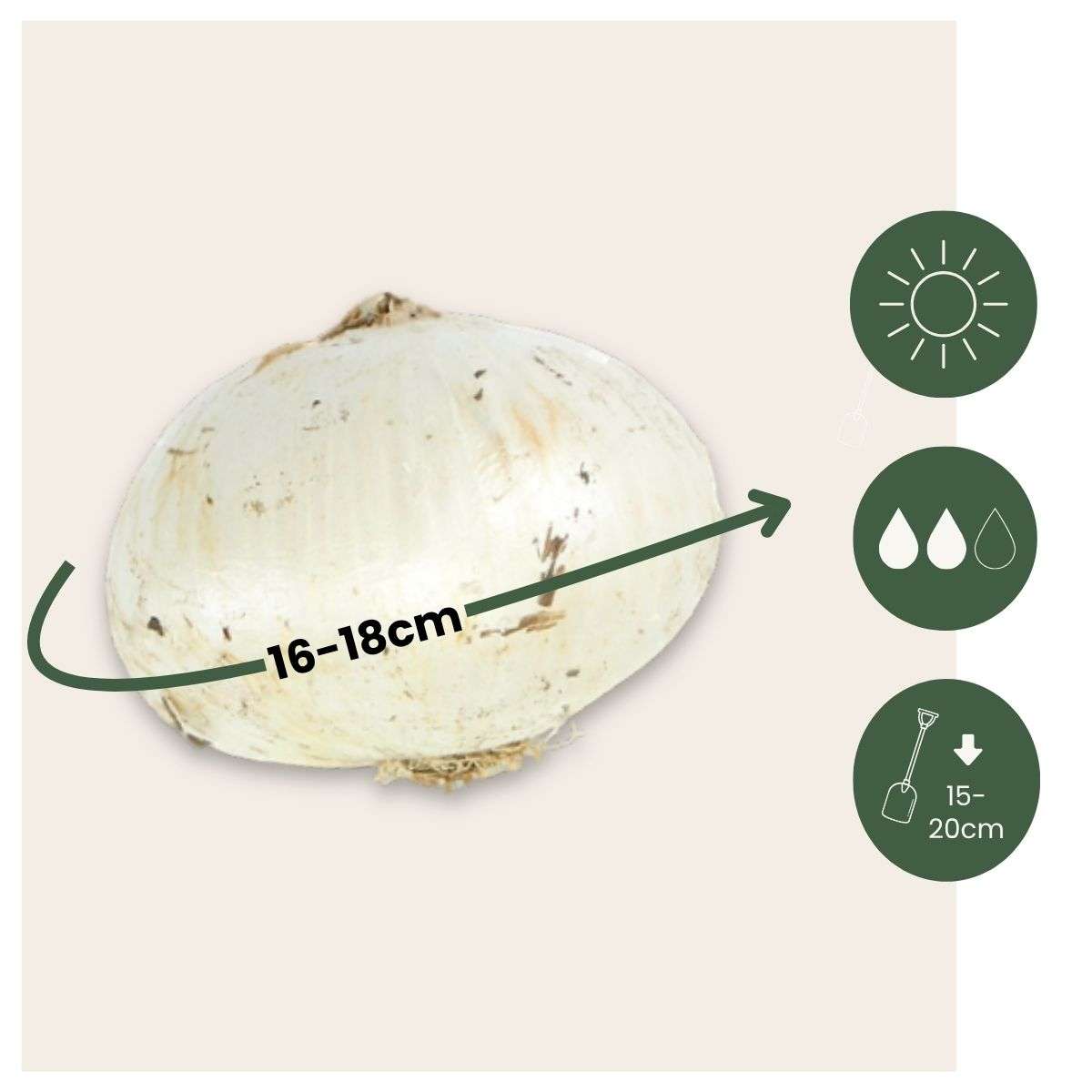 Becuri de allium - 3 buc - Allium 'Mount Everest' - Bulbi de flori - Alb