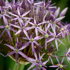 Becuri de allium - 30 buc - Allium 'Christophii' - Bulbi de flori - Violet