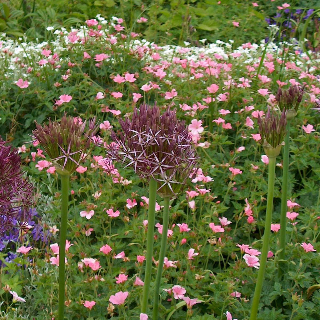 Becuri de allium - 30 buc - Allium 'Christophii' - Bulbi de flori - Violet