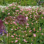 Becuri de allium - 30 buc - Allium 'Christophii' - Bulbi de flori - Violet