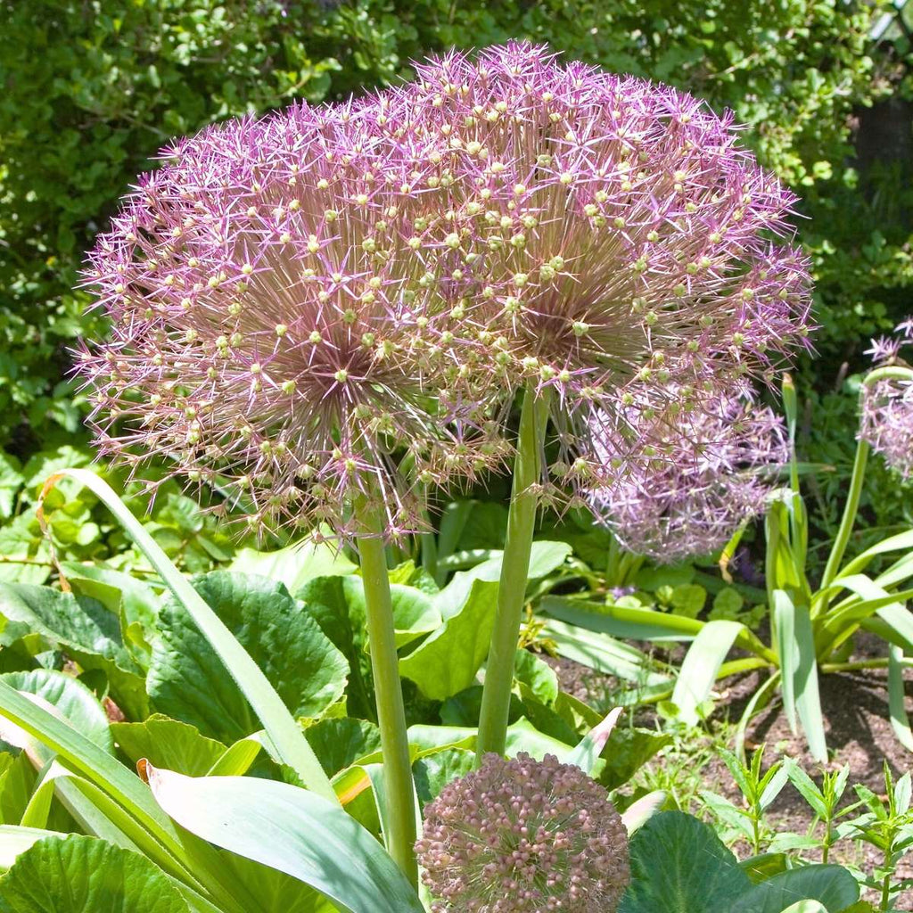 Becuri de allium - 30 buc - Allium 'Christophii' - Bulbi de flori - Violet