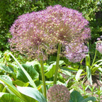 Becuri de allium - 30 buc - Allium 'Christophii' - Bulbi de flori - Violet
