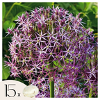 Becuri de allium - 15 buc - Allium 'Christophii' - Bulbi de flori - Violet