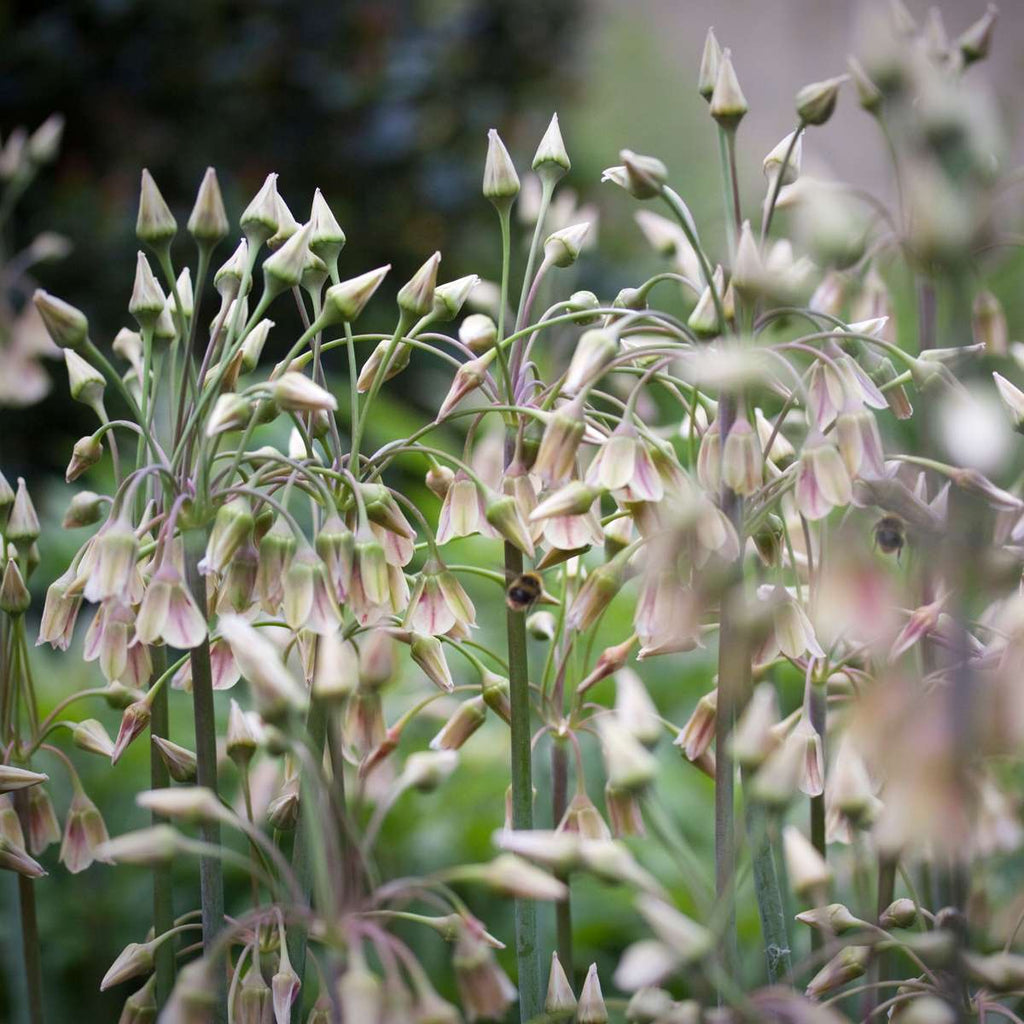 Becuri de allium - 30 buc - Allium 'Nectaroscordum' - Bulbi de flori - Roz