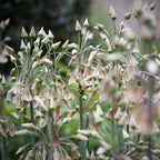 Becuri de allium - 30 buc - Allium 'Nectaroscordum' - Bulbi de flori - Roz