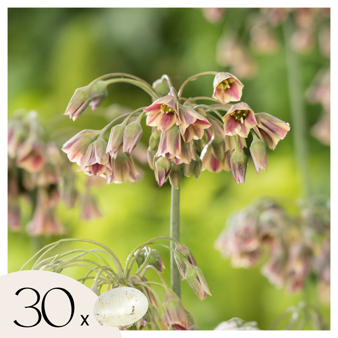 Becuri de allium - 30 buc - Allium 'Nectaroscordum' - Bulbi de flori - Roz