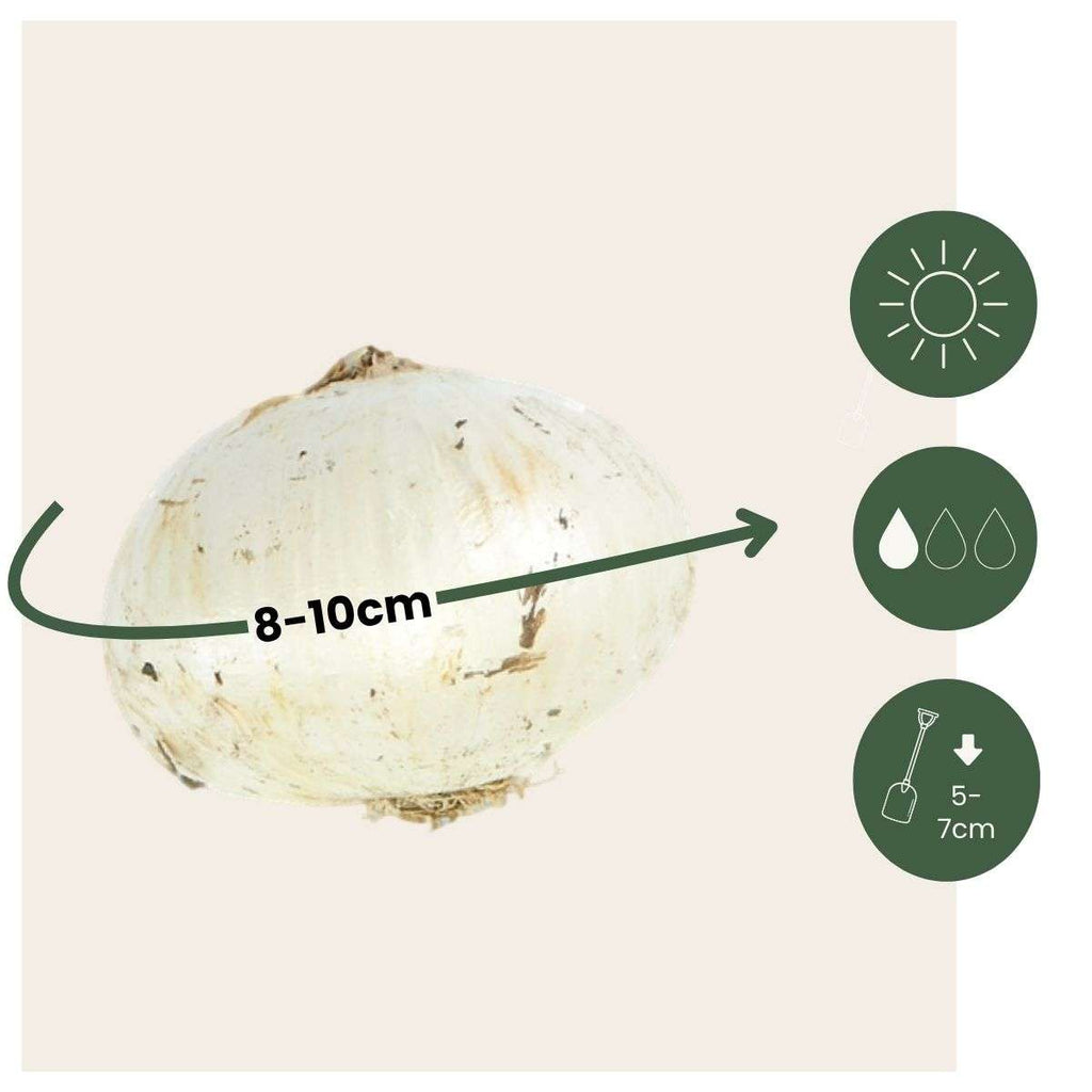 Becuri de allium - 30 buc - Allium 'Nectaroscordum' - Bulbi de flori - Roz