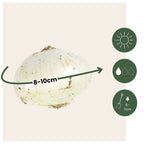 Becuri de allium - 30 buc - Allium 'Nectaroscordum' - Bulbi de flori - Roz