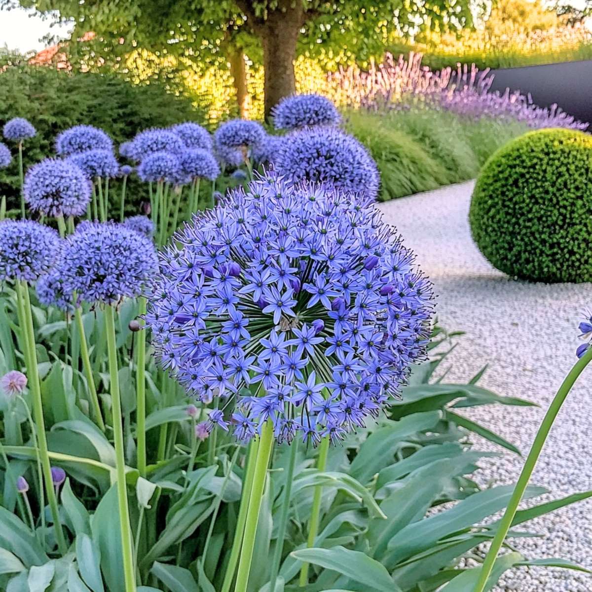 Usturoi decorativ albastru - Allium 'Caeruleum' - Set de 40 bulbi