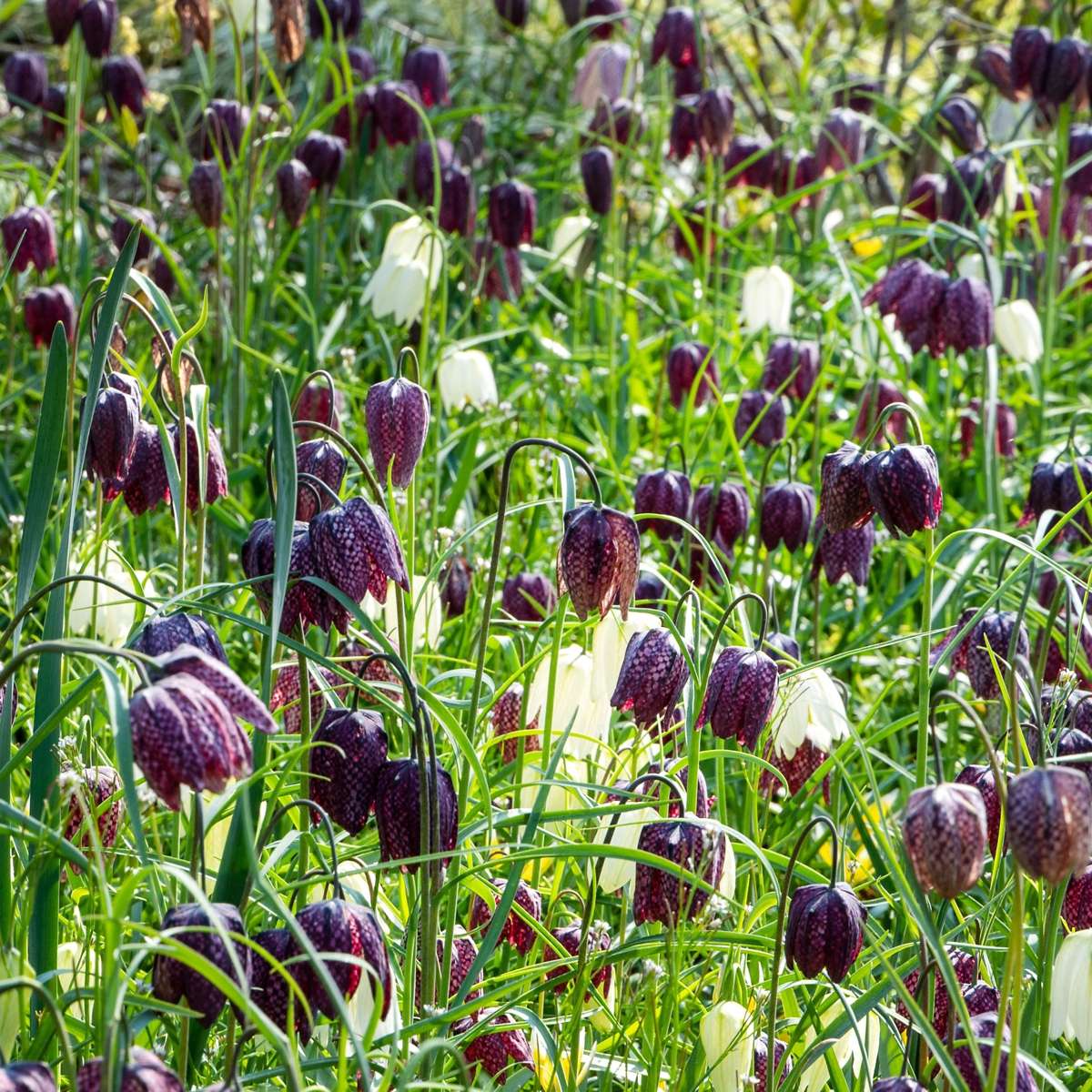 Bulbi Fritillaria - 60 buc - Fritillaria 'meleagris' - Bulbi de flori