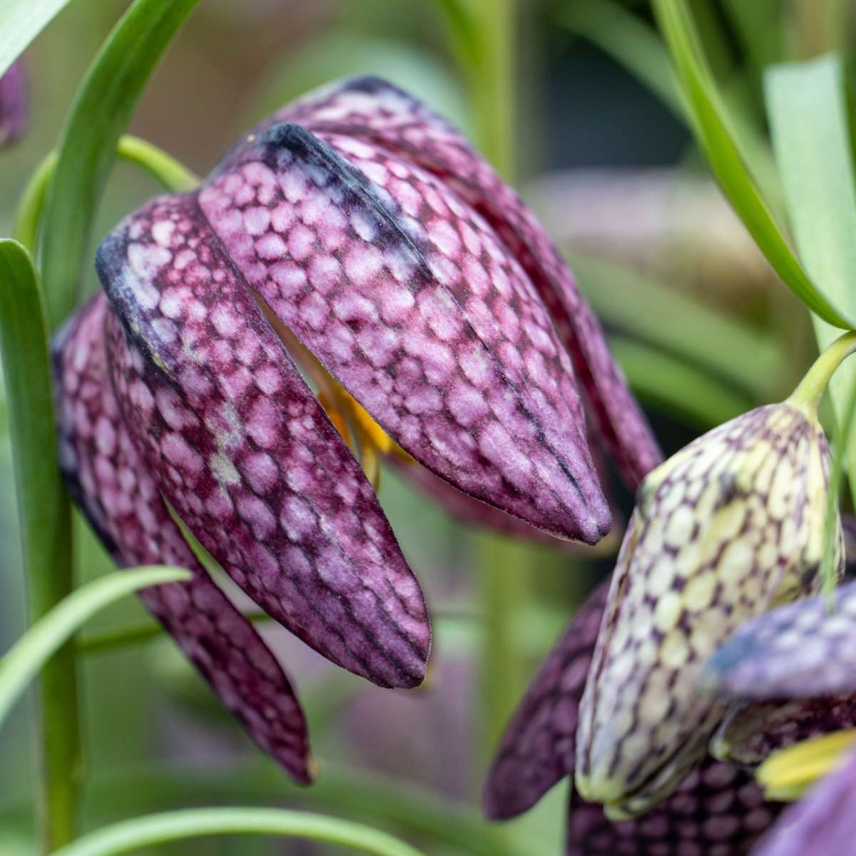 Bulbi Fritillaria - 60 buc - Fritillaria 'meleagris' - Bulbi de flori