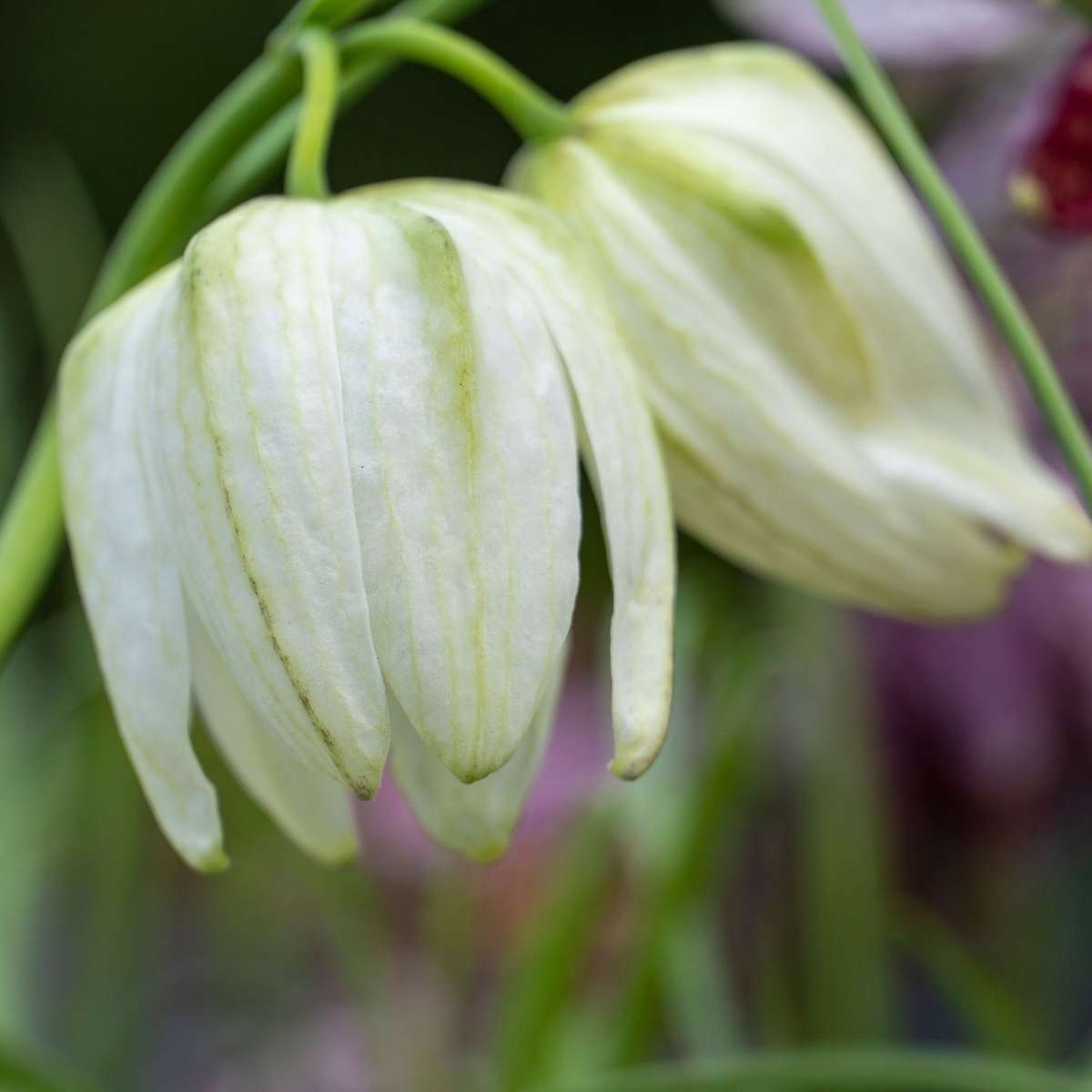 Bulbi Fritillaria - 60 buc - Fritillaria 'meleagris' - Bulbi de flori