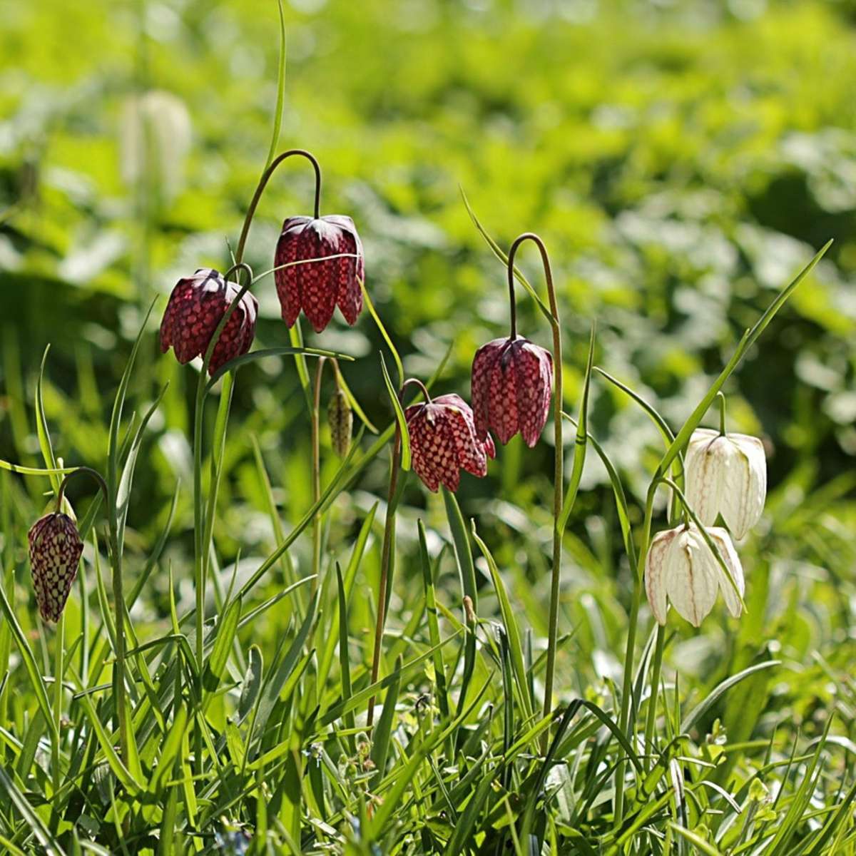 Bulbi Fritillaria - 30 buc - Fritillaria 'meleagris' - Bulbi de flori