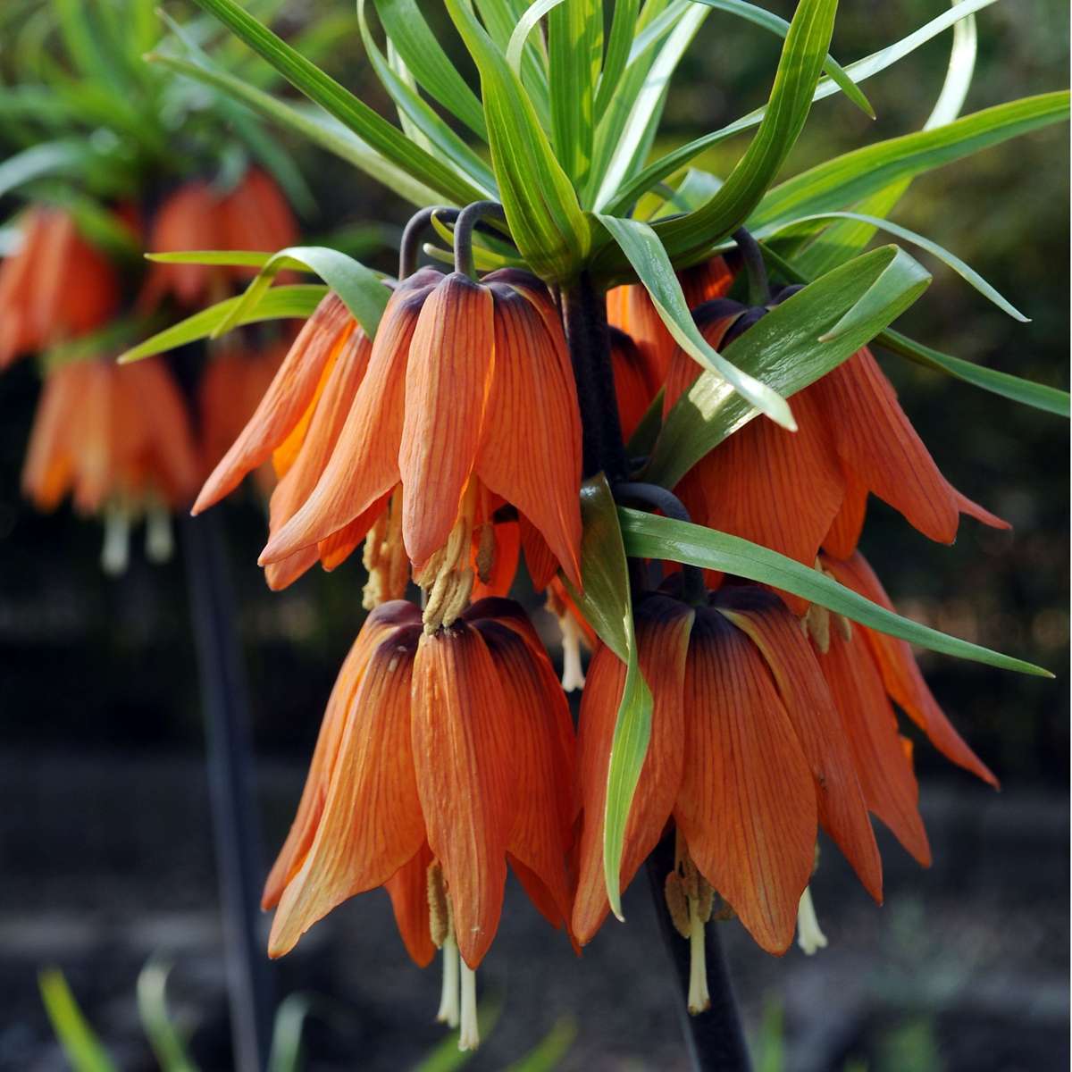 Bulbi Fritillaria - 3 buc - Fritillaria rubra - Bulbi de flori - Portocale